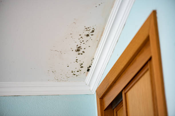 Mold Removal and Inspection in Owensboro, KY