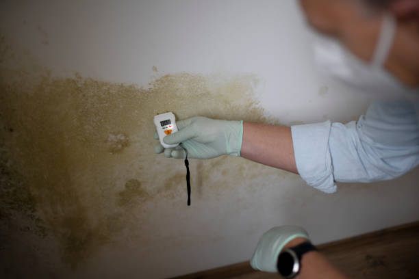 Attic Mold Removal in Owensboro, KY