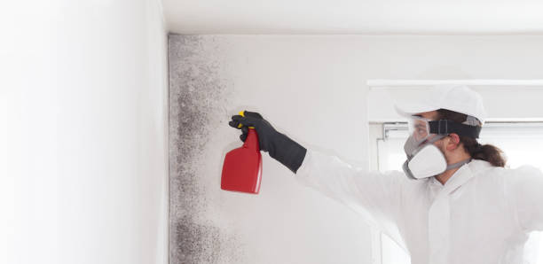Best Mold Removal and Inspection  in Owensboro, KY