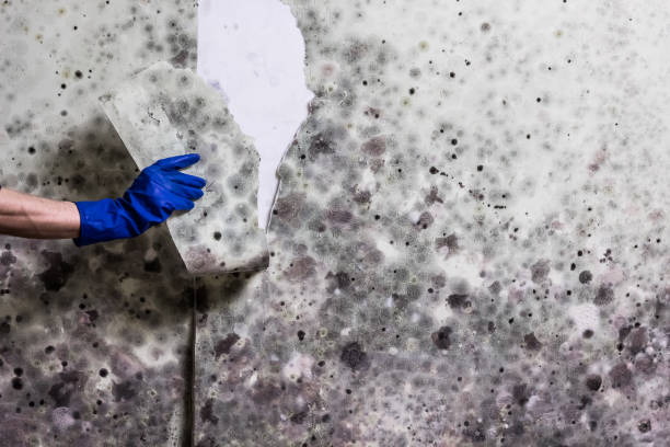 Best Toxic Mold Removal  in Owensboro, KY